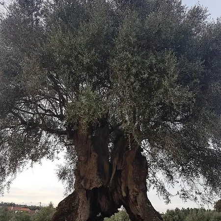 Casas Da Balsa Casal da Igreja