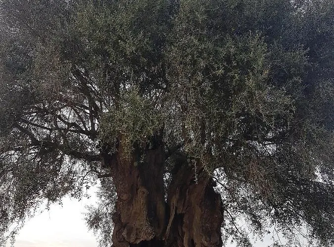 Casas Da Balsa Casal da Igreja